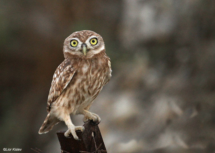   Little Owl Athene noctua  ,Wadi Meytzar ,Golan ,Israel 07-06-10.Lior  Kislev                           